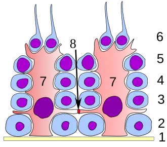 Сперматогенный эпителий тестикул.1 — базальная пластинка2 — сперматогония3 — сперматоцит 1-го порядка4 — сперматоцит второго порядка5 — сперматида6 — зрелая сперматида7 — клетка Сертоли8 — гемато-тестикулярный барьер