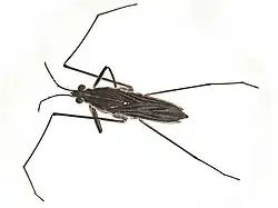 Gerris argentatus