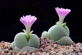 Gibbaeum heathii