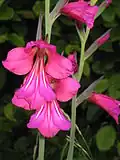 Цветки подвида Gladiolus communis subsp. byzantinus