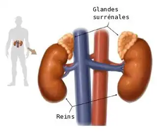 Надпочечники