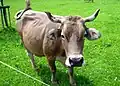 Swiss Cow