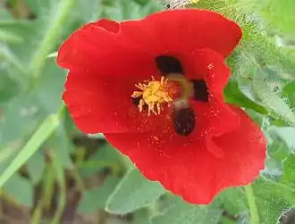 Глауциум рогатый