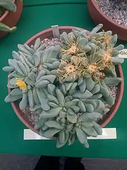 Glottiphyllum oligocarpum