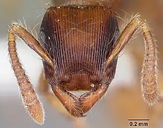 Gnamptogenys hartmani