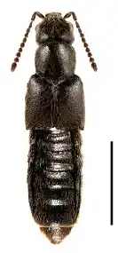 Gnypeta crebrepunctata