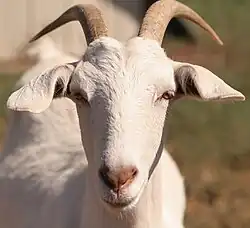 горизон-тальные