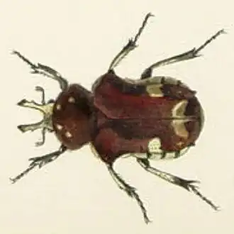 Goliathopsis lameyi