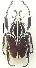 Goliathus goliatus var. conspersus