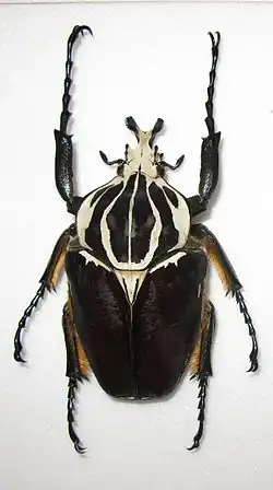 Самец Goliathus goliatus, Камерун
