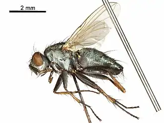 Goniophyto honshuensis