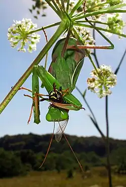 Богомол на цветке поймал осу