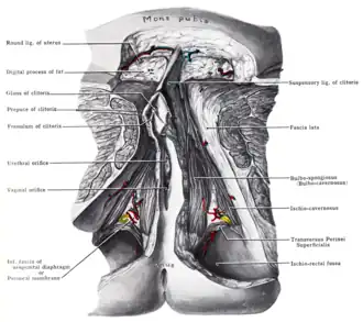 Лежащие кнутри под большими половыми губами структуры, малые половые губы удалены