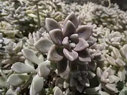 Graptopetalum mendozae