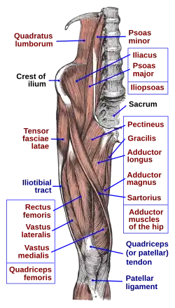 Подвздошно-поясничная мышца образуется за счёт слияния большой поясничной (Psoas major) и подвздошной (Iliacus) мышц