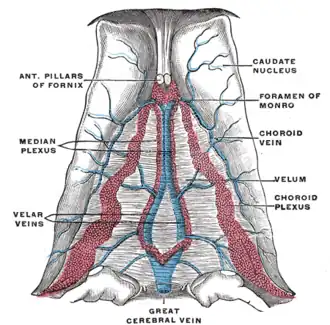 Velum interpositum (промежуточный парус).