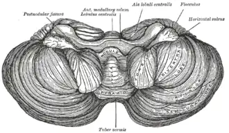 Под поверхностью мозжечка. Бугорок червя мозжечка (лат. tuber vermis) отмечен внизу.