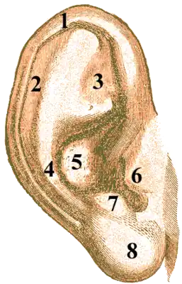 Ушная раковина человека(боковая поверхность)1 – завиток (helix, icis); 2 – ладья (scapha);3 – треугольная ямка (fossa triangularis);4 – противозавиток (anthelix); 5 – раковина (concha auriculae); 6 – козелок (tragus); 7 – противокозелок (antitragus); 8 – мочка (lobulus auriculae).