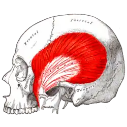 Мышцы головы человека22 ноября 2018