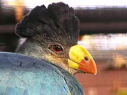 Большой голубой турако