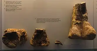 Голотип Gresslyosaurus ingens