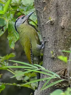 Седой дятел