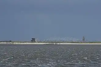 Птичьи стаи на острове