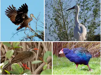 Верхний ряд: арама, стерх;
Нижний ряд: африканский лапчатоног, такахе.