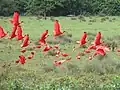 Летящие красные ибисы