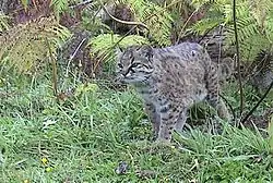 Чилийская кошка