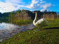 Лебедь шипун, Вильнюс, Литва