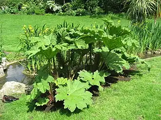 Гуннера влагалищная