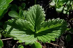 Гуттация на листе земляники