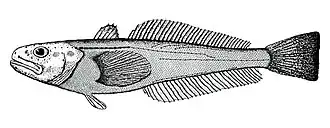 Gvozdarus svetovidovi из моря Содружества, второй известный экземпляр