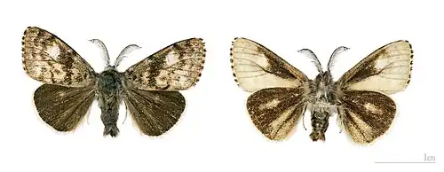 ♂