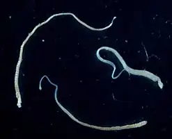 Карликовый цепень