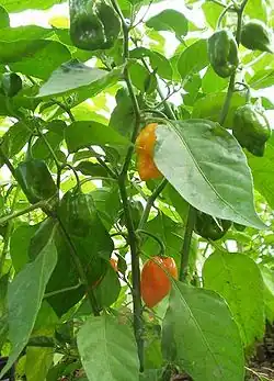 Растение Habanero