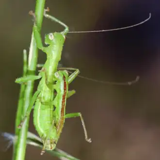 Striatophasma naukluftense