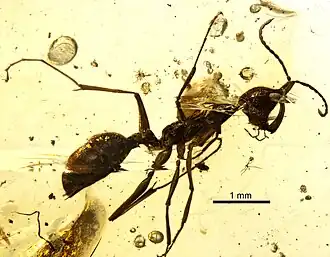 Haidomyrmex davidbowiei в янтаре