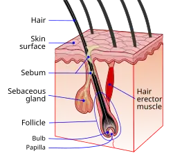 Волосяной фолликул