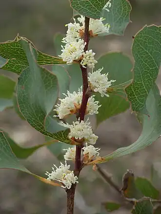 Цветущая Hakea cristata