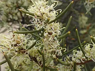 Цветущая Hakea preissii на берегу озера Харлстоун близ Хайдена.