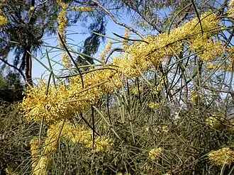 Hakea recurva в ботаническом саду Барселоны