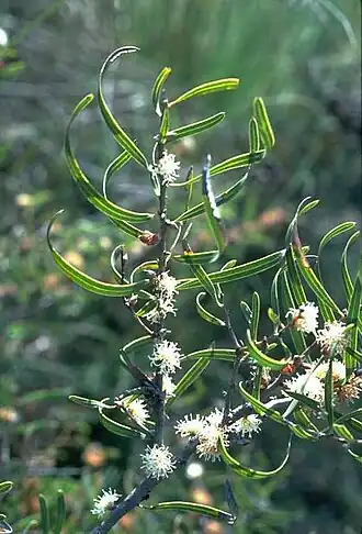 Hakea stenocarpa в Австралийском национальном ботаническом саду