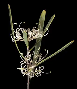 Цветущая Hakea stenophylla