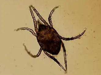 Halacarus basteri