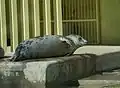 Серый балтийский тюлень в Московском зоопарке