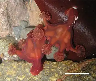 Haliclystus antarcticus, прикрепившиеся к багрянке