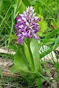 Ятрышник шлемоносный (Orchis militaris)