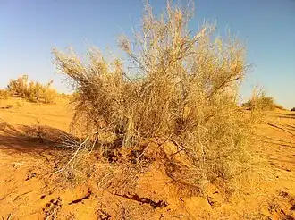 Белый саксаул в районе Унайзы (Саудовская Аравия)